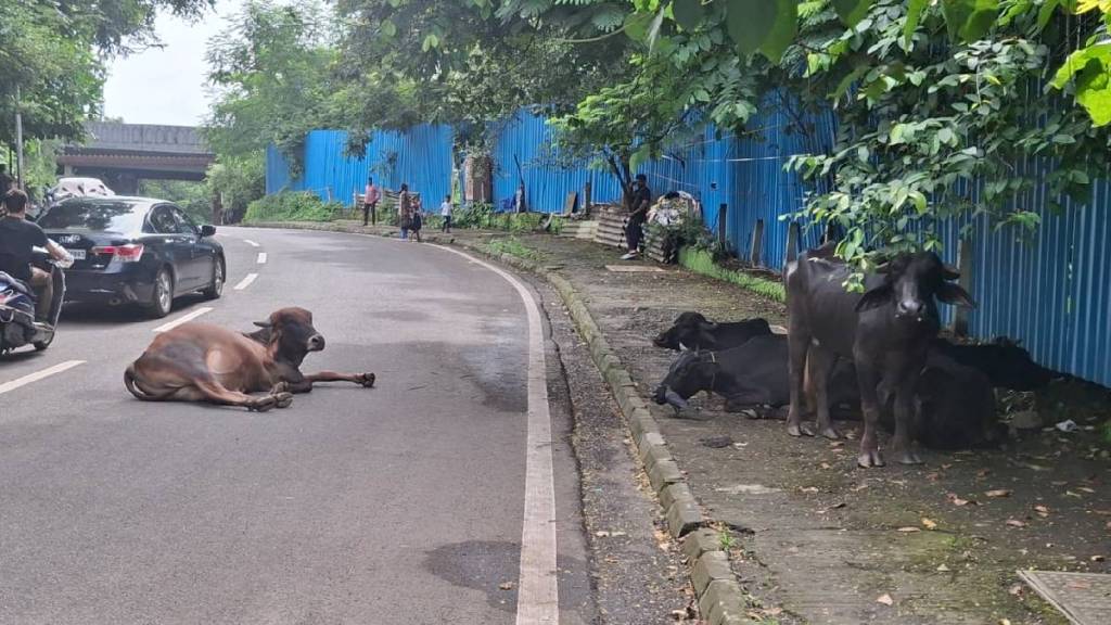 grazing animals in navi mumbai aaikar Colony cause traffic jams on the Parsik hill road