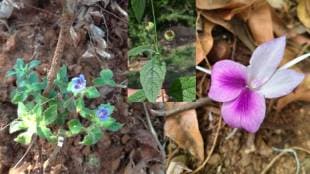 three new rare plants discovered in Sindhudurg district