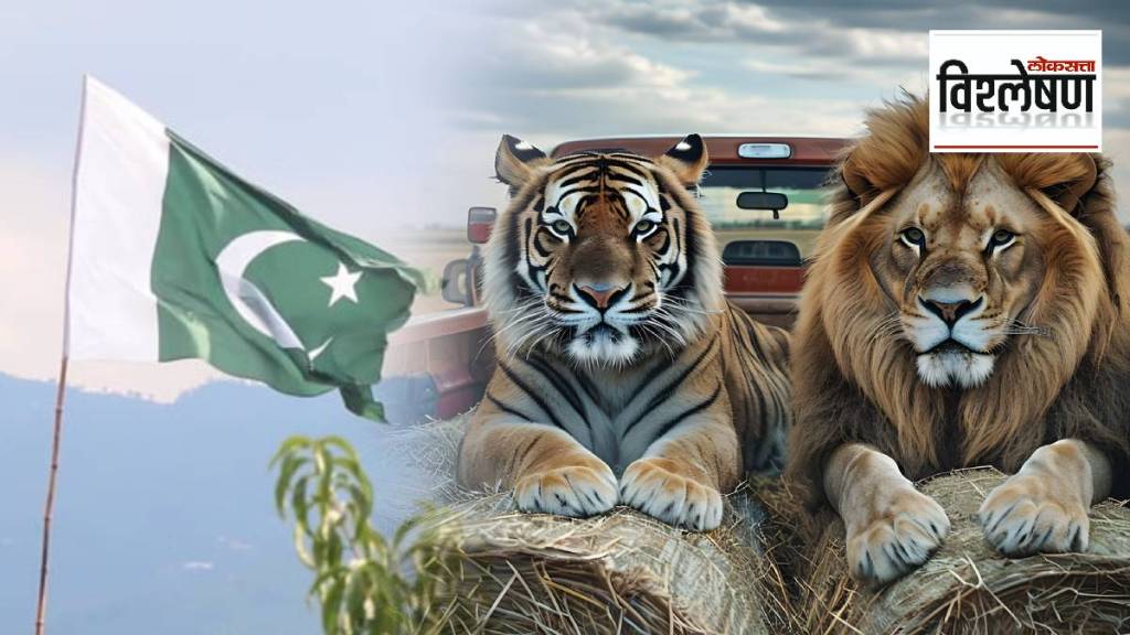tiger lions caught in Pakistan