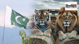 tiger lions caught in Pakistan