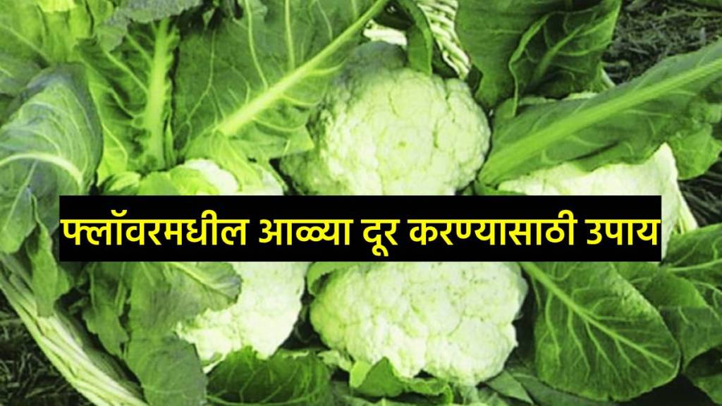 How to remove Insects from cauliflower