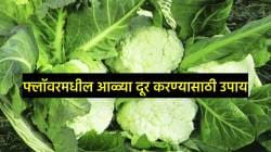 फ्लॉवरमधील आळ्या दूर करण्यासाठी ‘हे’ सोप्पे उपाय ठरतील फायदेशीर