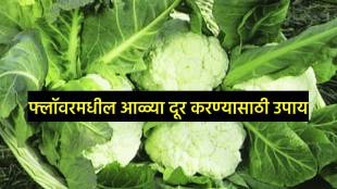 How to remove Insects from cauliflower