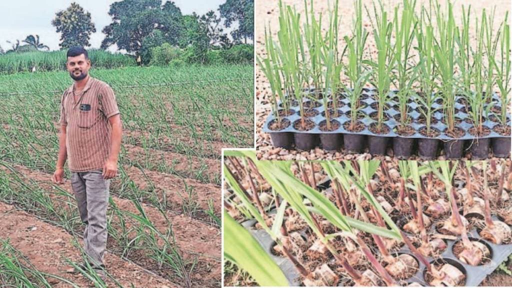 sugarcane tissue culture