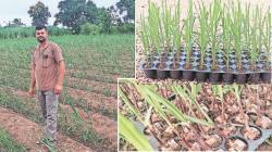 लोकशिवार: ऊतीसंवर्धन… शेतीची नवी वहिवाट