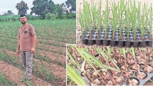 sugarcane tissue culture