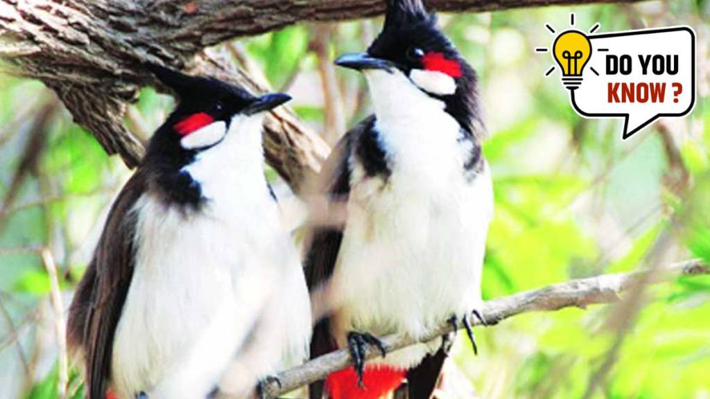 Animals That Mate For Life