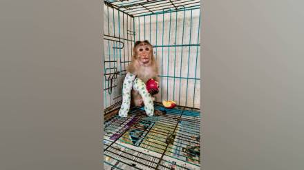 mumbai six monkeys seriously injured by electricity
