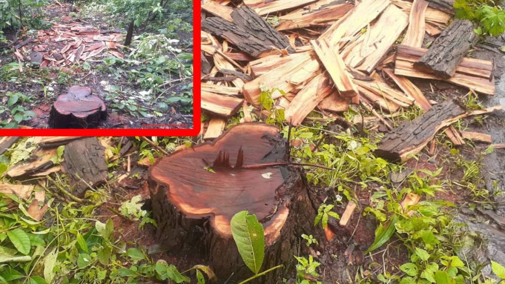 Khair tree smuggling, illegal tree felling Palghar, Palghar forest theft, Vandri Dam forest crime,
