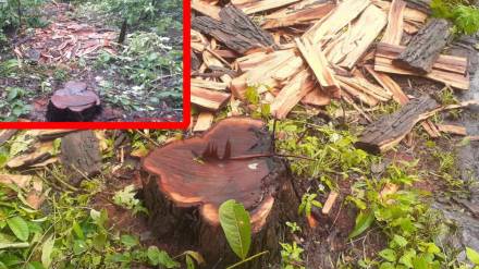 Khair tree smuggling, illegal tree felling Palghar, Palghar forest theft, Vandri Dam forest crime,