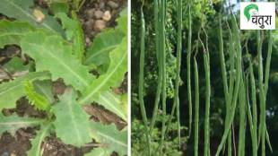 wild vegetables, monsoon wild greens, healthy wild vegetables, raanbhaji festival, year-round wild vegetables, Marathi wild vegetable recipes,