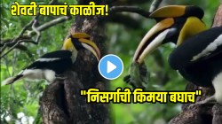 शेवटी बापाचं काळीज! पिल्लांना वाचवण्यासाठी पक्षानं अक्षरश: गिळून टाकलं; पुढच्याच क्षणी काय घडलं पाहा, VIDEO पाहून कळेल “निसर्गाची किमया”