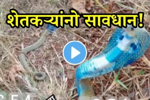 Shocking video found blue colour ghonus snakes at far be careful while working in farms shocking video viral on social media