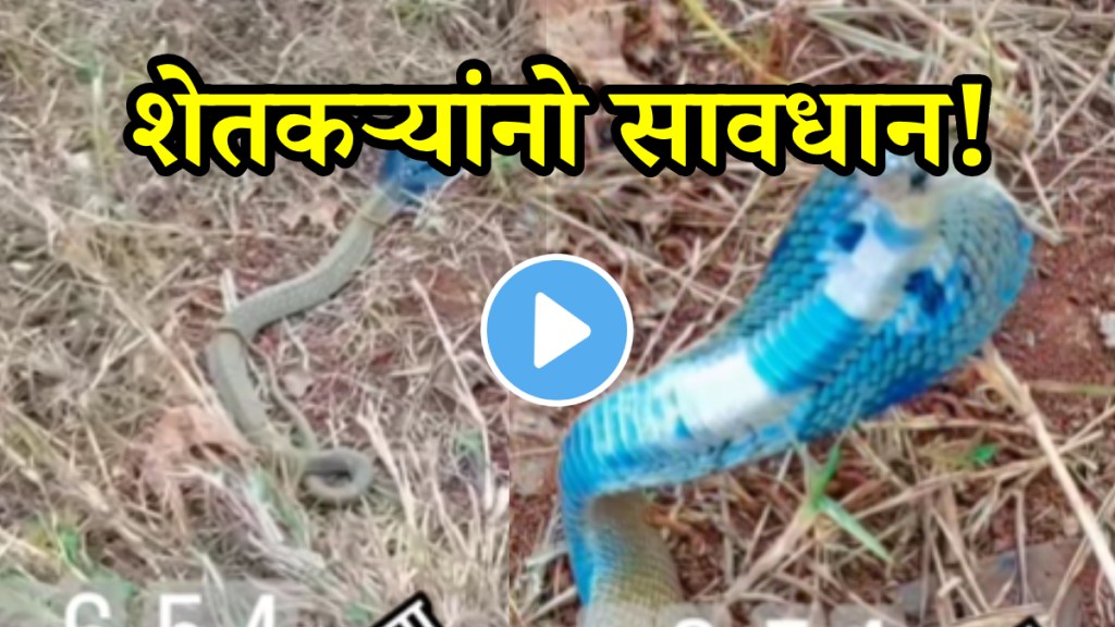 Shocking video found blue colour ghonus snakes at far be careful while working in farms shocking video viral on social media