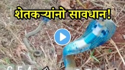 शेतकऱ्यांनो सावधान! शेतात फिरतोय निळ्या रंगाचा महाविषारी साप; शेतकऱ्यानं काठी मारताच काय केलं पाहा; VIDEO पाहून धक्का बसेल