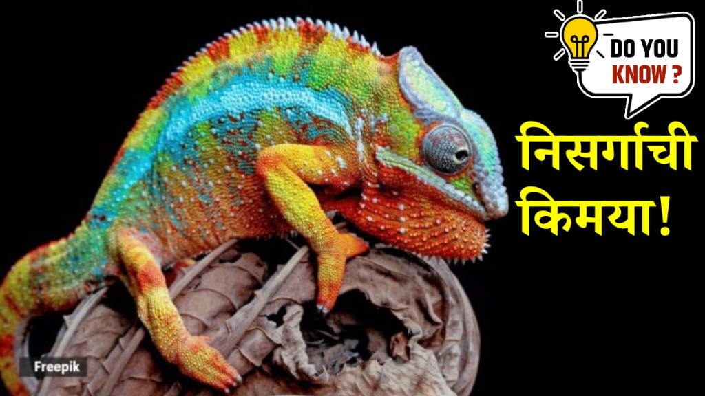 7 incredible animals that change colour — and why they do it know more about it