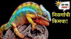 निसर्गाची किमया! सरडाच नाहीतर हे प्राणीसुद्धा बदलतात आपला रंग; आतापर्यंत तुम्हालाही कधी कळलं नसेल, जाणून घ्या