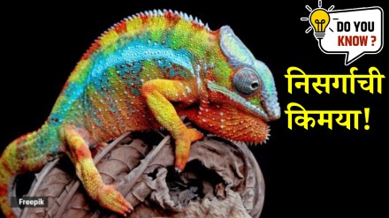 7 incredible animals that change colour — and why they do it know more about it