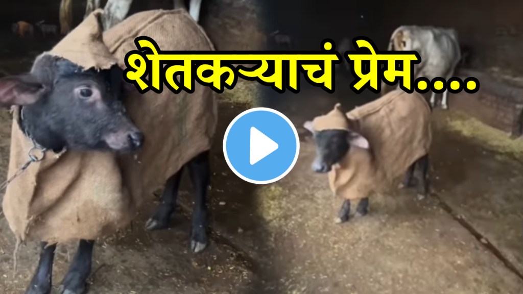 Farmer Creates Unique Raincoat For Baby Baffalo Cute Look Will Took Your Heart Video