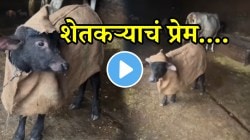 शेतकऱ्याचं वासरावर लेकरासारखं प्रेम; थंडी वाजू नये म्हणून बनवलं अनोखं रेनकोट; VIDEO पाहून म्हणाल हे फक्त एक शेतकरी बापच करु शकतो