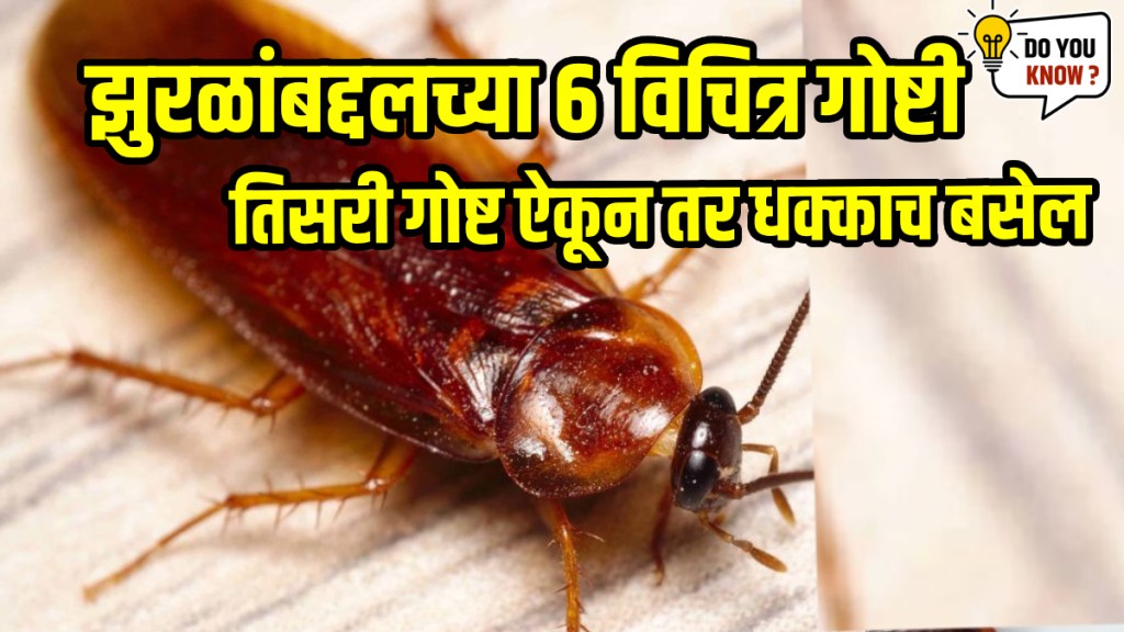 cockroaches Disgusting facts: