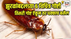 Cockroaches facts: झुरळांबद्दलच्या ६ विचित्र गोष्टी माहितीयेत का? तिसरी गोष्ट ऐकून तर धक्काच बसेल एवढं नक्की