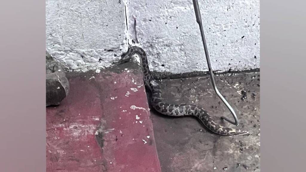 Pachpavali police station snake entered DB teams room