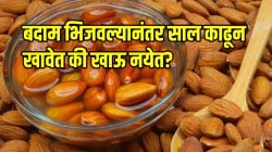भिजवलेले बदाम साल काढून खाताय? थांबा! पोषणतज्ज्ञांनी सांगितलेले आश्चर्यकारक फायदे एकदा वाचाच