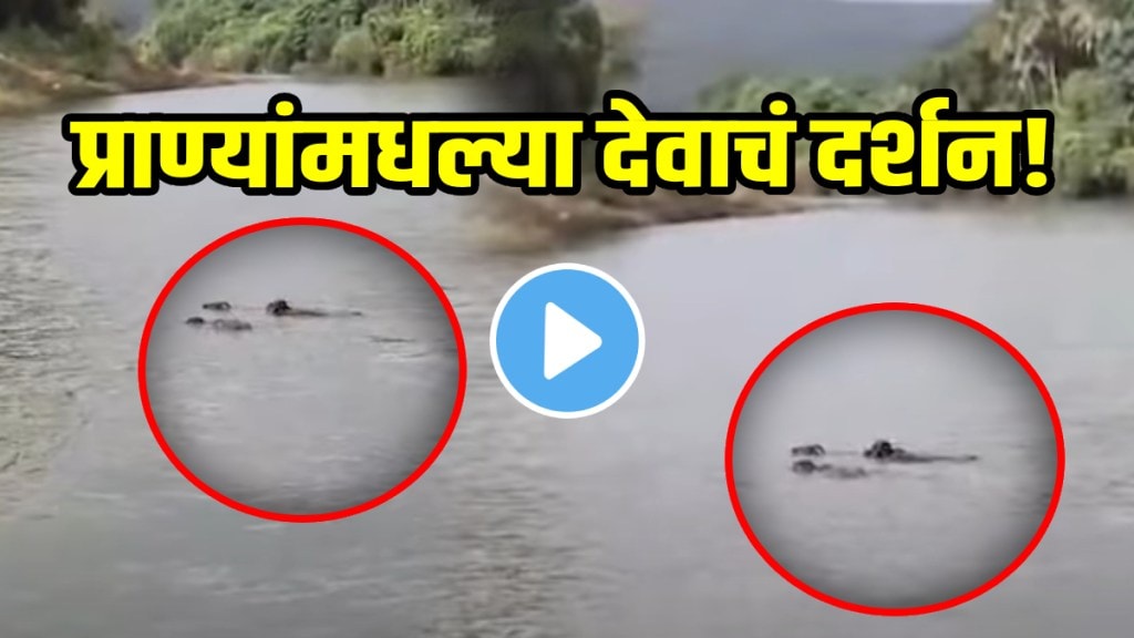 Buffaloes save cow from being swept away in river