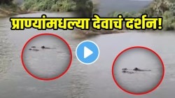 प्राण्यांमधल्या देवाचं दर्शन! वाहून जाणाऱ्या गायीला चक्क तीन म्हशींनी वाचवलं; VIDEO पाहून डोळ्यांवर विश्वास बसणार नाही