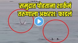 समुद्रात पोहताना अचानक शार्कनं केला खतरनाक हल्ला, तरुणाला पकडून अक्षरश: फाडून टाकलं, VIDEO पाहून अंगावर येईल काटा