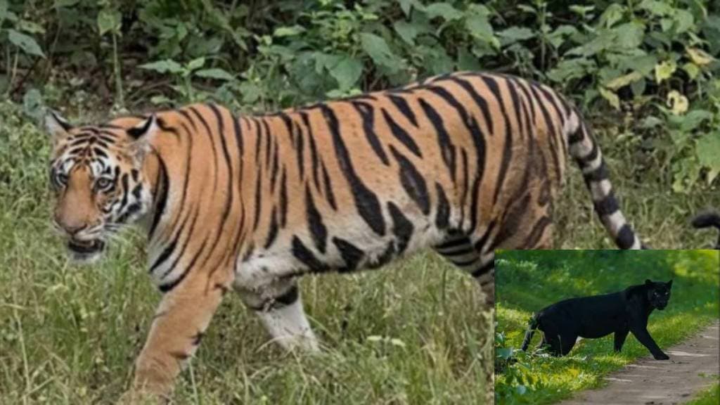 4 male tigers and 6 black panthers in forests of ratnagiri district