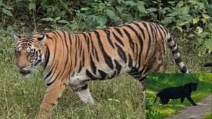 4 male tigers and 6 black panthers in forests of ratnagiri district