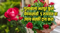 Rose plant: गुलाबाला फुलंच येत नाहीत? मातीत मिसळा फक्त ५ रुपयांचा ‘हा’ पदार्थ; गुलाबाला लागतील फुलंच फुलं