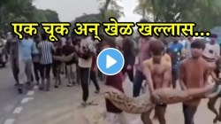 बापरे एक चूक अन् खेळ खल्लास! महाकाय अजगराला तरुणांनी हातात उचललं आणि रस्त्यावरुन चालू लागले; VIDEO पाहून धक्का बसेल