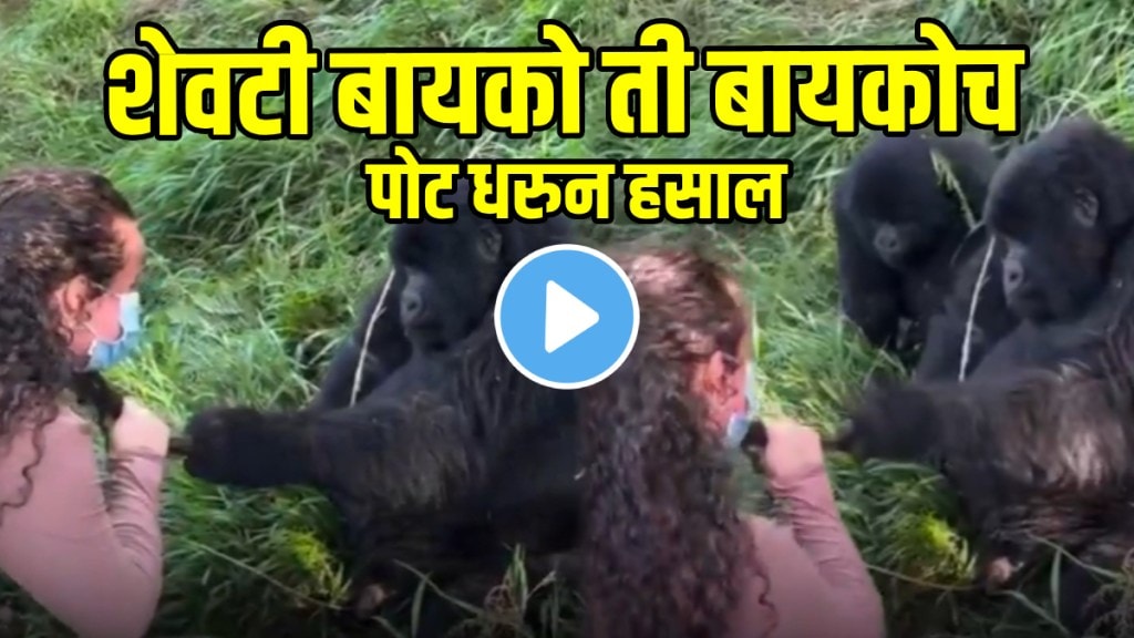 Male Gorilla grabs Girls Hair, Gets Beaten by his Female Gorilla