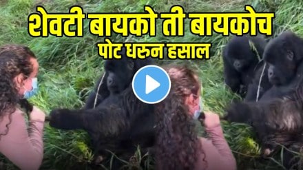 Male Gorilla grabs Girls Hair, Gets Beaten by his Female Gorilla