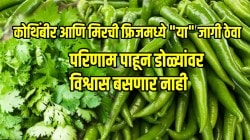 Kitchen jugad: कोथिंबीर आणि मिरची फ्रिजमध्ये “या” जागी ठेवा; परिणाम पाहून डोळ्यांवर विश्वास बसणार नाही