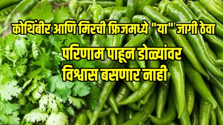 How to store green chillies and coriander for a long time kitchen jugad tips in marathi