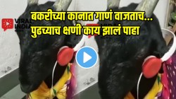 VIDEO: हेच बघायचं बाकी होतं! बकरीच्या कानात घातले हेडफोन्स; गाणी ऐकताच बकरीने जे केलं ते पाहून तुम्हीही पोट धरुन हसाल
