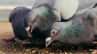 Pigeon houses in Mumbai spread tb and lung diseases