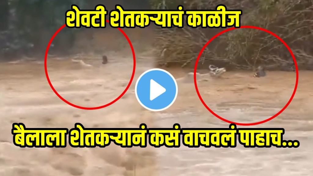 Farmer Jumped into floodwaters to save a bull shocking video