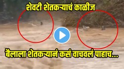 VIDEO: शेवटी शेतकऱ्याचं काळीज! वाहून जाणाऱ्या बैलाला वाचवण्यासाठी पुराच्या पाण्यात मारली उडी; शेवट पाहून अंगावर येईल काटा