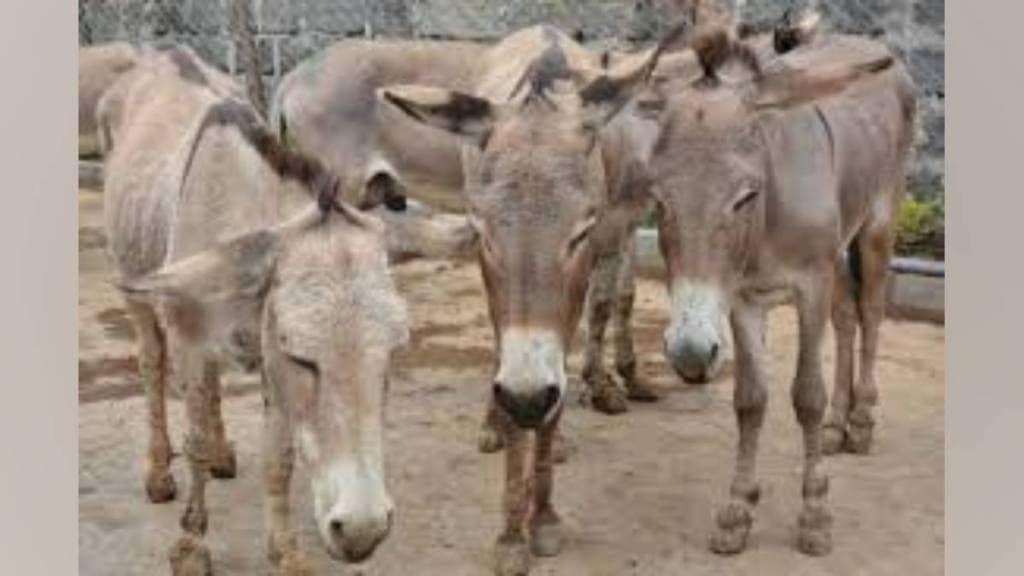 ten donkeys stolen at midnight in puntamba