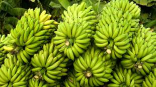 north india Shravan starts on July 14 in Jalgaon banana prices rise by Rs 600 to 700 per quintal due to demand