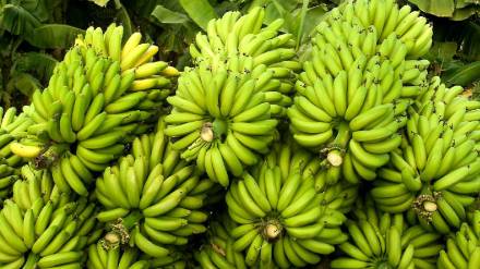 north india Shravan starts on July 14 in Jalgaon banana prices rise by Rs 600 to 700 per quintal due to demand
