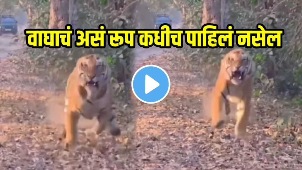 Angry Tiger Charges At Tourists