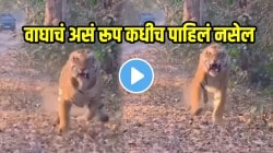 बापरे! पर्यटकांना पाहताच वाघ चवताळला, डरकाळी फोडली अन् खतरनाक हल्ला; पर्यटक ओरडत राहिले अन्…VIDEO पाहून थरकाप उडेल