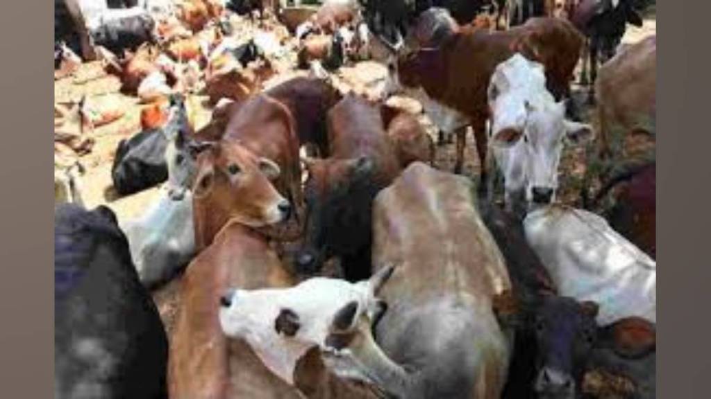 farmers 13 cows died in nandwal at Koregaon