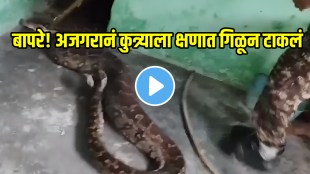 Giant Python Swallows Pet Dog Alive In Himachal Shocking Video Goes Viral on social Media